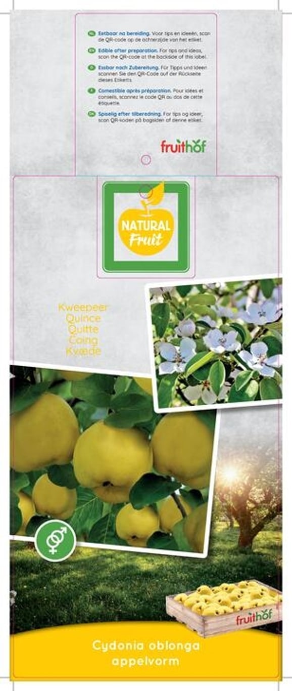 Cydonia oblonga - C7.5 Halfstem